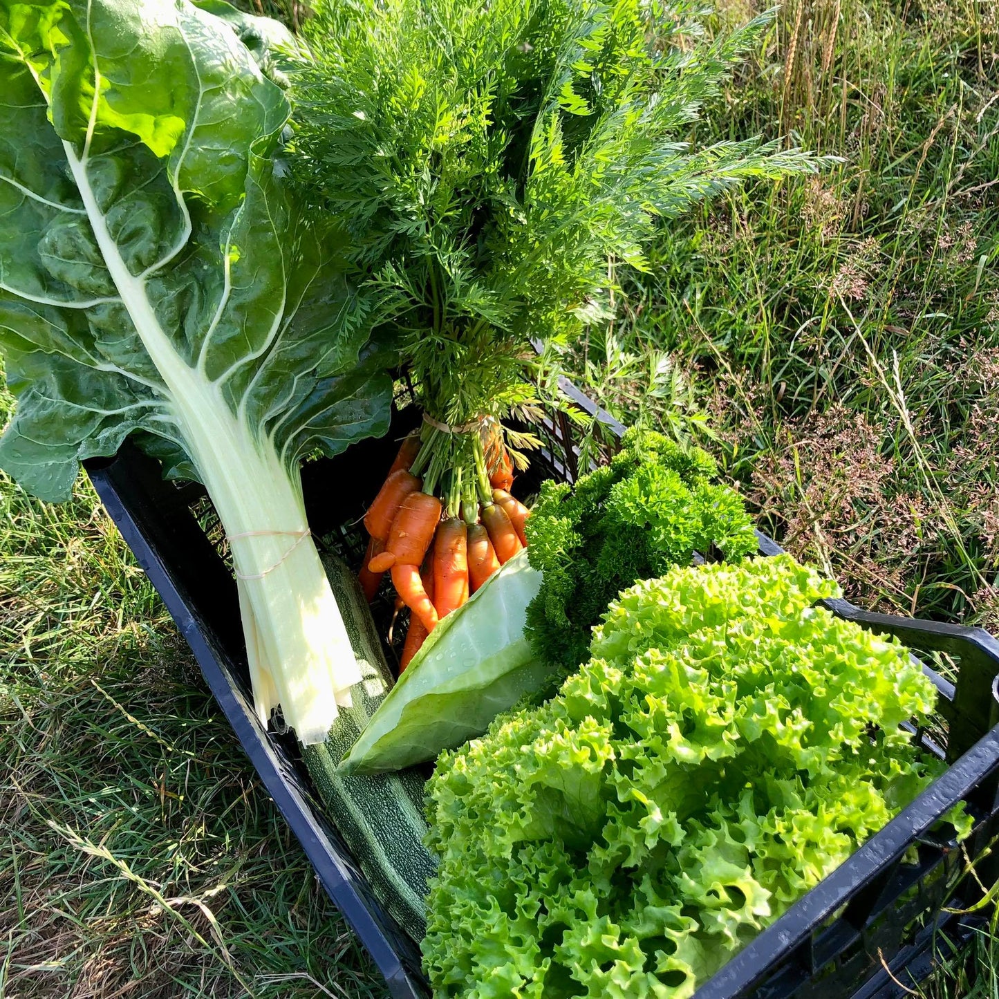 Panier de légumes de la semaine